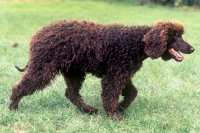 Picture of irish water spaniel walking