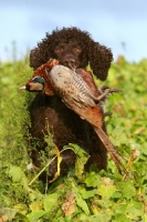 Picture of irish Water Spaniel with bird