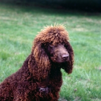 Picture of irish water spaniel