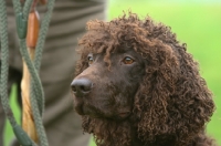 Picture of Irish Water Spaniel