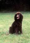 Picture of irish water spaniel