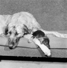 Picture of irish wolfhound and miniature wire haired dachshund puppy both tired and resting