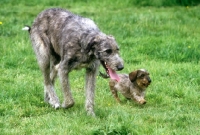 Picture of irish wolfhound and miniature wires dachshund running together 
