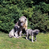 Picture of irish wolfhound bitch with two puppies