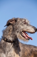 Picture of Irish Wolfhound, blue sky