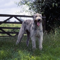 Picture of irish wolfhound by a gate fence