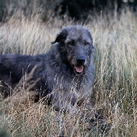 Picture of irish wolfhound from ballykelly in long grass, a grey scene