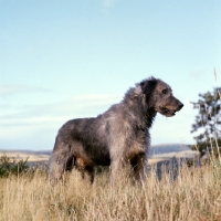 Picture of irish wolfhound from ballykelly in high grass against the sky