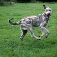 Picture of irish wolfhound from brabyns galloping past ears flying