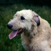 Picture of irish wolfhound from brabyns kennel