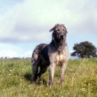 Picture of irish wolfhound in a field