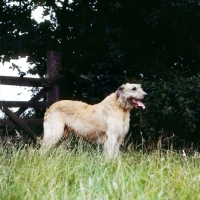 Picture of irish wolfhound in long grass