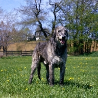 Picture of irish wolfhound in usa
