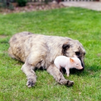 Picture of irish wolfhound looking after a piglet