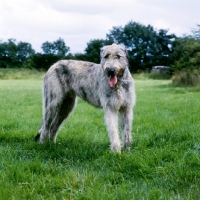 Picture of irish wolfhound looking at camera