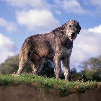 Picture of irish wolfhound looking down at camera