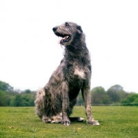 Picture of irish wolfhound looking larger than life