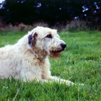 Picture of irish wolfhound lying in grass