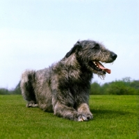 Picture of irish wolfhound lying on grass