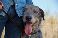 Picture of Irish Wolfhound near owner