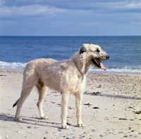 Picture of irish wolfhound on beach in ireland