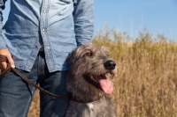 Picture of Irish Wolfhound on lead