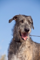 Picture of Irish Wolfhound portrait