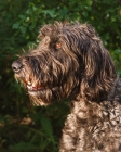 Picture of Irish Wolfhound portrait