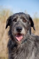 Picture of Irish Wolfhound portrait