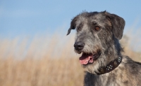 Picture of Irish Wolfhound portrait