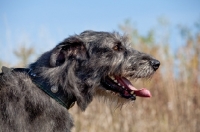 Picture of Irish Wolfhound profile
