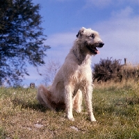 Picture of irish wolfhound sitting gainst sky