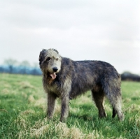 Picture of irish wolfhound standing in a field