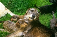 Picture of irish wolfhound surrounded by miniature wire dachshunds from drakesleat kennels