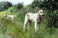 Picture of irish wolfhounds  from  brabyns on a path