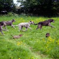 Picture of irish wolfhounds and miniature wire haired dachshunds galloping along together