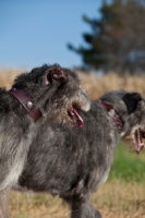 Picture of Irish Wolfhounds