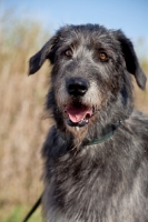 Picture of Irish Wolfhound