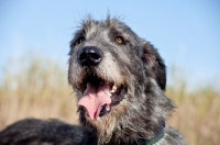 Picture of Irish Wolfhound