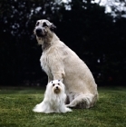 Picture of irish wolfshound and maltese from snowgoose