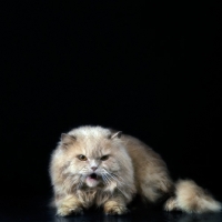 Picture of irritated cream long hair cat