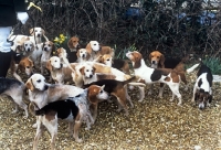 Picture of isle of wight beagle pack at meet