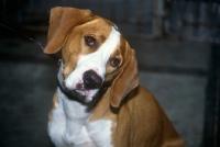 Picture of istrian hound, smooth haired,  with head on one side