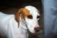 Picture of istrian hound, smooth haired, head study