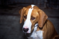 Picture of istrian hound, smooth haired, head study