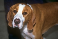 Picture of istrian hound, smooth haired, head study