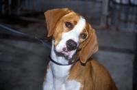 Picture of istrian hound, smooth haired, with head on one side