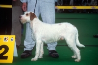 Picture of istrian hound, wirehaired, ostrodlaki, at a world show