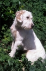 Picture of Istrian Hound (wirehair)