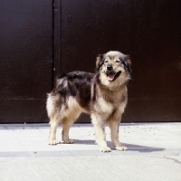 Picture of istrian sheepdog,  kraski owvcar, ada